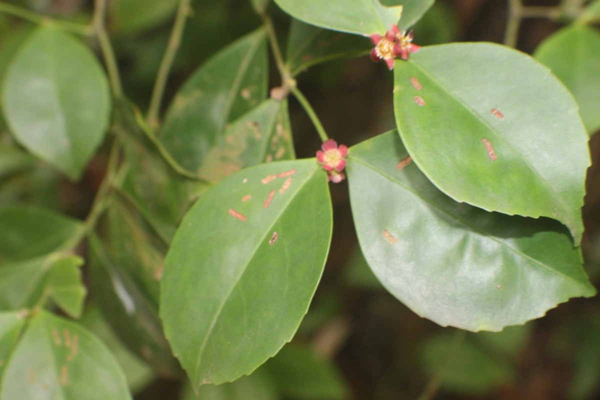 Euonymus